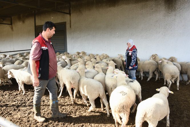 ALİAĞA'DA HİBE KOYUN VE KOÇLAR ÜRETİCİLERE TESLİM EDİLDİ