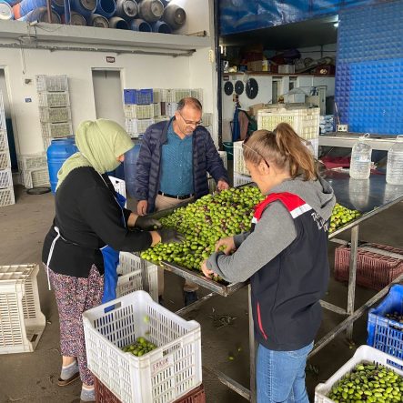 BUHARKENT'TE ZEYTİN REKOLTESİ VE KALİTE KONTROL ÇALIŞMALARI SÜRÜYOR
