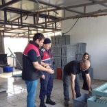 ZEYTİN HIRSIZLIKLARININ KARŞI DENETİM