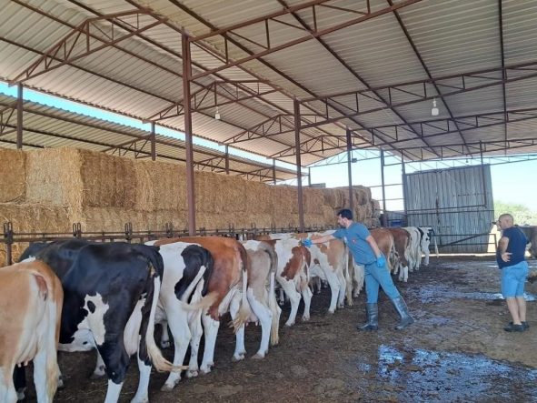 BOZDOĞAN'DA HAYVAN OTLATMAK VE HAYVAN PİSLİĞİNİ DIŞARI ÇIKARMAK YASAKLANDI