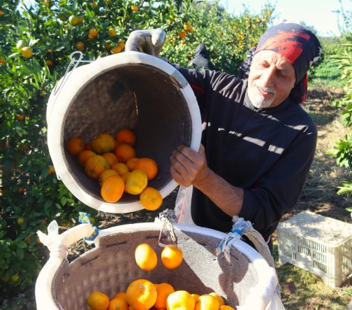 REKOLTE ARTTI, SATSUMA MANDALİNASI PAZARDA YERİNİ ALDI SATSUMA MANDALİNASINDA HASAT BOLLUĞU