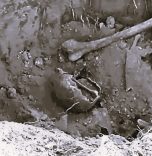 5 TOPRAK KÜPÜN İÇERİSİNDE İNSANA AİT KEMİK PARÇALARI BULUNDU
