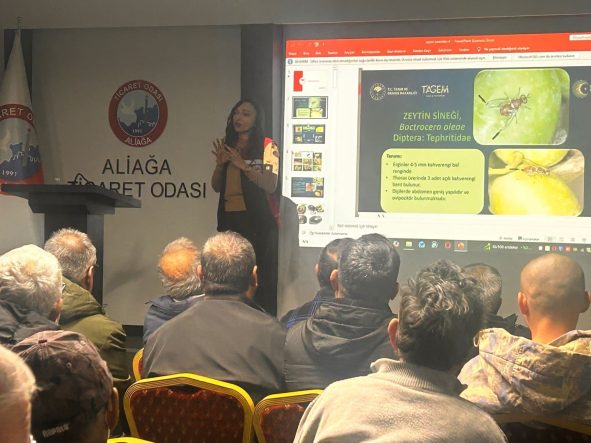 ALİAĞA'DA TARIMSAL EĞİTİMLER ARALIKSIZ SÜRÜYOR ALİAĞA'DA ZEYTİN ÜRETİCİLERİNE BUDAMA EĞİTİMİ