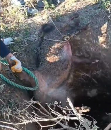 DÜŞTÜĞÜ ÇUKURDA MAHSUR KALAN YABAN DOMUZUNU VATANDAŞLAR KURTARDI