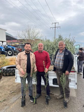 BAYINDIR'DA ÜRETİCİLERE ZEYTİN FİDANI DESTEĞİ