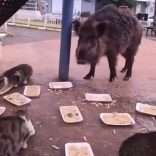 İZMİR'DE DOMUZLAR SOSYAL HAYATIN PARÇASI OLMAYA BAŞLADI YABAN DOMUZLARI VE KEDİLER AYNI SOFRAYI PAYLAŞIYOR KEDİLERLE YAN YANA BESLENEN YABAN DOMUZLARI EKOLOJİK DEĞİŞİMİ GÖZLER ÖNÜNE SERERKEN, BU DURUM BÖLGE HALKINI DA TEDİRGİN EDİYOR