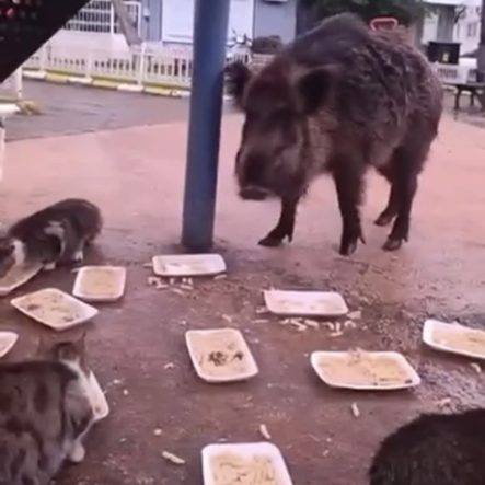 İZMİR'DE DOMUZLAR SOSYAL HAYATIN PARÇASI OLMAYA BAŞLADI YABAN DOMUZLARI VE KEDİLER AYNI SOFRAYI PAYLAŞIYOR KEDİLERLE YAN YANA BESLENEN YABAN DOMUZLARI EKOLOJİK DEĞİŞİMİ GÖZLER ÖNÜNE SERERKEN, BU DURUM BÖLGE HALKINI DA TEDİRGİN EDİYOR
