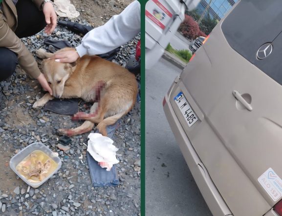 "KÖPEĞE ÇARPTIN" TARTIŞMASI KAMERADA ESENYURT'TA BİR VATANDAŞ KÖPEĞE ÇARPTIN DEDİ, SÜRÜCÜ REDDEDİNCE TARTIŞMA ÇIKTI