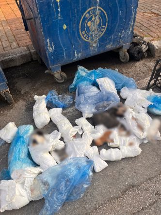 İZMİR'DE POŞETLER İÇİNDE 33 ÖLÜ KEDİ BULUNDU