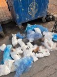BAŞSAVCILIK İTİRAZ ETMİŞTİ, 33 KEDİYİ ÖLDÜREN VETERİNER TUTUKLANDI