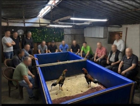 İZMİR'DE HOROZ DÖVÜŞÜ OPERASYONU: ÇİFTLİK MÜHÜRLENDİ, 130 BİN LİRA CEZA KESİLDİ İZMİR'DE HOROZ DÖVÜŞTÜRÜLEN ÇİFTLİK MÜHÜRLENDİ, HAYVANLAR KORUMAYA ALINDI