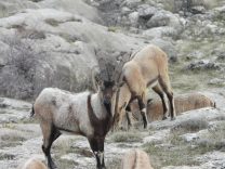 KÖYCEĞİZ'DE 11 YABAN KEÇİSİNİN AVLANMASI İÇİN İHALE YAPILACAK