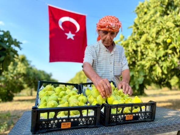 BARDACIK İNCİRİNDE HASAT HEYECANI BAŞLADI