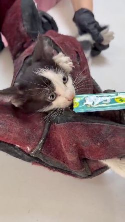 KURTARDIĞI KEDİ ARACININ MOTORUNA GİRDİ YAVRU KEDİYİ EZİLMEKTEN KURTARDI, KEDİ KENDİ ARACININ MOTORUNA GİRDİ