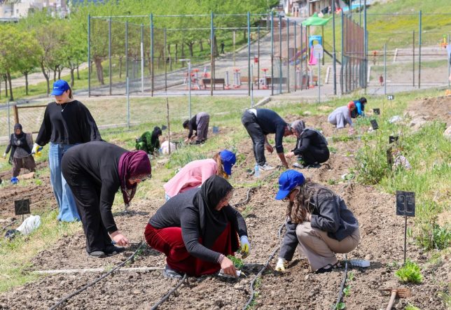 TOPRAKTA HAYAT, SOFRADA BEREKET: MAHALLE BOSTANLARI'NDA YAZ HASADI