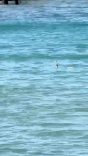 ÇEŞME'DE DENİZDE YILAN PANİĞİ