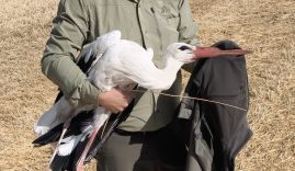 ELEKTRİK AKIMINA KAPILAN EŞİNİN BAŞINDAN 5 GÜN AYRILMADI