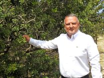 ÇEŞME DAMLA SAKIZI ULUSLARARASI BİLİMSEL YAYINA KONU OLDU