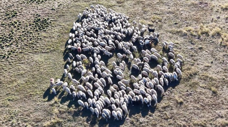 150 BİN LİRA MAAŞA RAĞMEN ÇOBAN SIKINTISI ÇÖZÜLEMEDİ