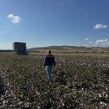 ALİAĞA'DA BEYAZ ALTIN HASADI BAŞLADI