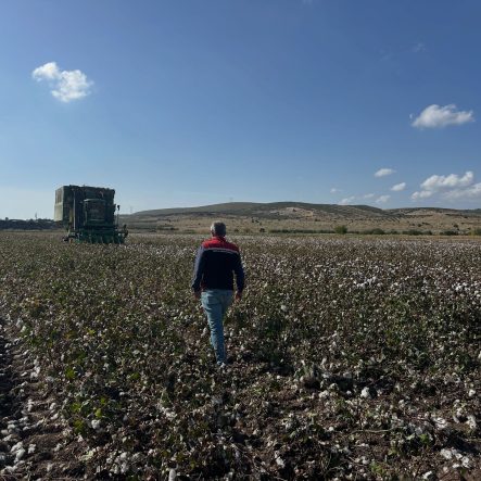 ALİAĞA'DA BEYAZ ALTIN HASADI BAŞLADI